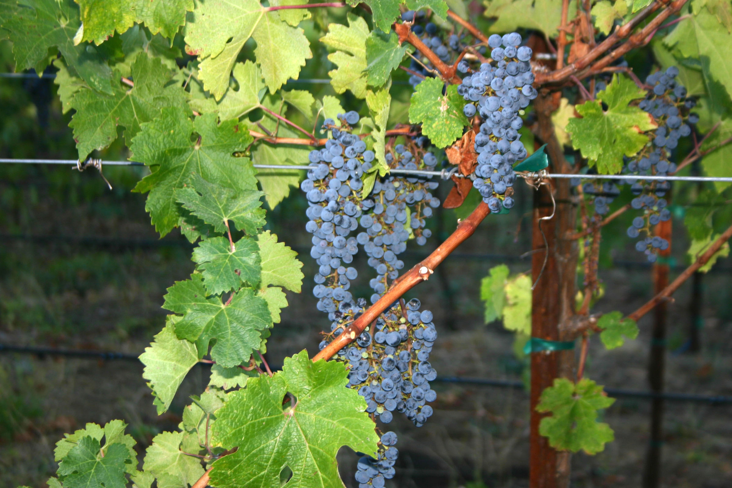 Grape clusters - Wine making Sonoma Cabernet at          Texas Winery